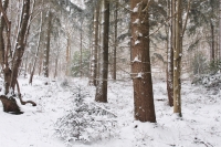 Winter in the Woodland