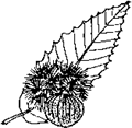 Chestnut