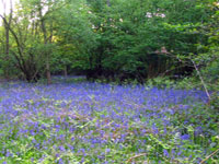 Bonnets wood