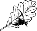 Oak leaf and acorn