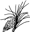 Pine cone and needles