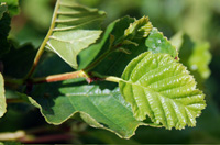 Alder leaf