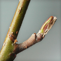 Alder twig