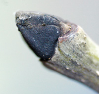 Ash bud