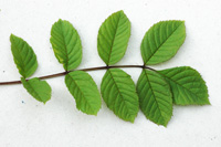 Ash leaf