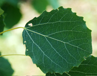Aspen leaf