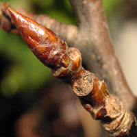 Aspen twig