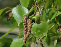 Birch flower