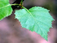 Birch leaf