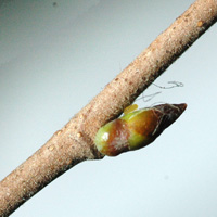 Birch twig
