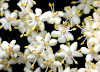 Elder flower