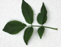 Elder leaf