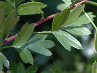 Hawthorn leaf