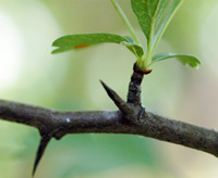 Hawthorn thorn
