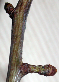 Hawthorn twig