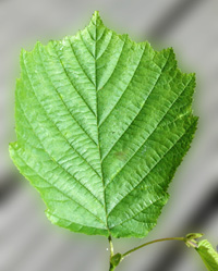 hazel tree leaves