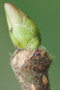 Hazel twig