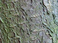 Holly bark