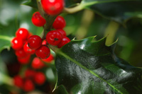 Holly berries