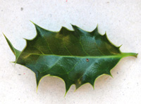 Holly leaf