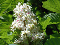 Horse Chestnut candle