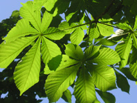 Horse Chestnut leaf