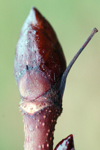 Horse Chestnut twig