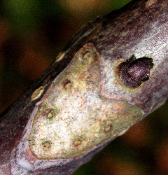 Horse Chestnut twig
