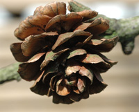 European Larch Cone