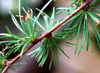 Larch leaf