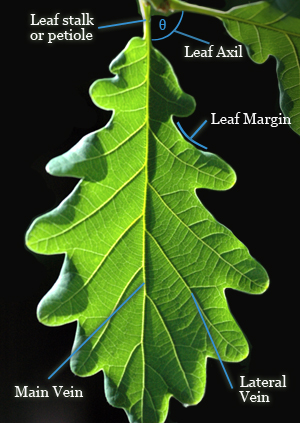 leaf diagram presentation