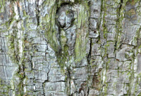 Common lime bark