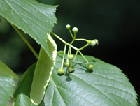 Lime bracteole