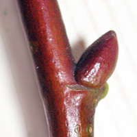 Lime twig