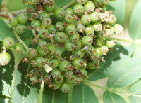 Mountain Ash berries