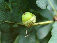 Oak Acorn