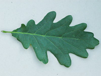 Oak leaf