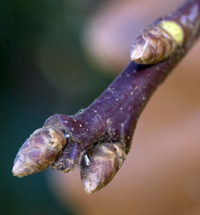 oak twig