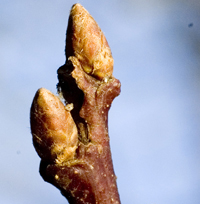 oak twig