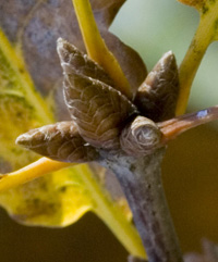 oak twig