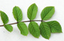 A pinnate leaf - Ash