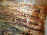 Scale leaf scars