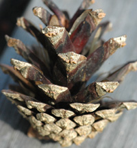Scots Pine cone
