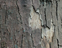 Sycamore bark
