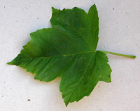Sycamore leaf