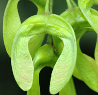 Sycamore Samara