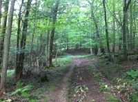 Allium Wood