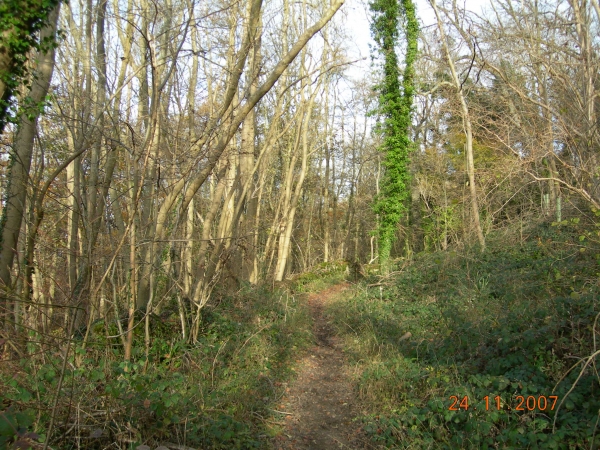 Avon View Wood - SOLD