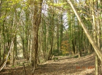 Bath Valley Wood
