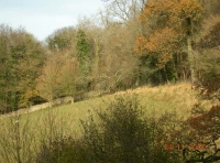 Bath Valley Wood photo 2